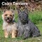 Cairn Terriers | 2027 12 x 24 Inch (Hanging) Monthly Square Wall Calendar | Plastic-Free
